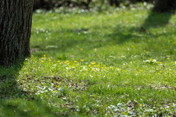 Green vivid grass with yellow flowers meadow close-up in spring forest. Selective focus, blurred trees background with vibrant greenery foliage
