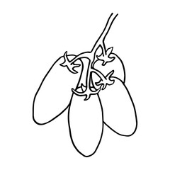 tomato in doodle style