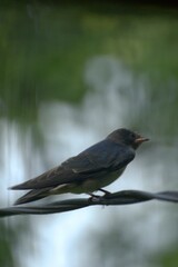 Obraz premium swallow bird on a branch