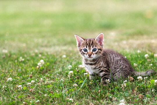 cute brown kitten cat breed bengal sits on a background of green grass in summer. High quality photo