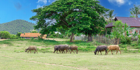 Fototapeta na wymiar Buffalo grazing on a farm in the mountains of Luang Prabang Laos, surrounded by lush green trees and lovely mountains and farm houses 