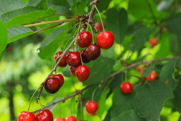 A Morello Cherries plantation in Lofthus, Fylke Vestland province - Norway