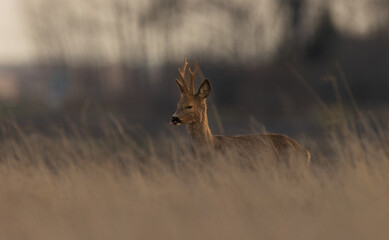 Roe Deer(Capreolus capreolus) male in sunset light