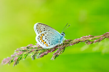 Blue butterfly in the green grass. Beautiful background for a postcard. View from the side
