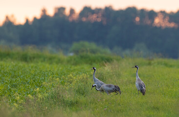 Two Cranes(Grus grus) in summertime