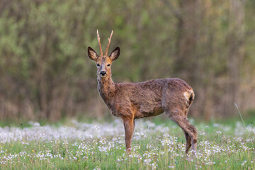 Roe Deer(Capreolus capreolus) male in spring