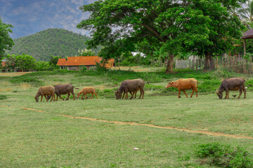 Fototapeta na wymiar Buffalo grazing on a farm in the mountains of Luang Prabang Laos, surrounded by lush green trees and lovely mountains and farm houses 
