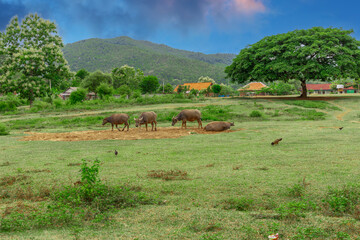 Buffalo grazing on a farm in the mountains of Luang Prabang Laos, surrounded by lush green trees and lovely mountains and farm houses 