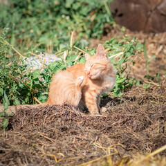Beautiful red kitten on an agricultural farm.