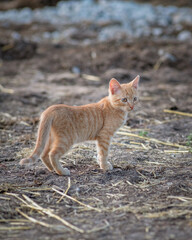 Naklejka na ściany i meble Beautiful red kitten on an agricultural farm.