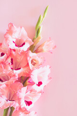 Beautiful pink Gladiolus flowers on a pink background.
