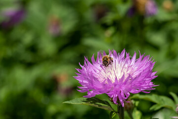 Purple with white cornflower flower with a bee close-up. Selective focus. Place for text.