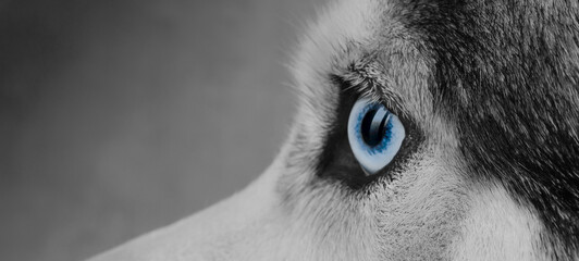 husky, husky siberian eye blue close-up,black and white photo with eye highlighting ,side view