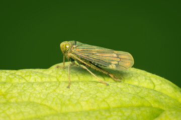 Small leafhopper resting on a green leaf with copy space
