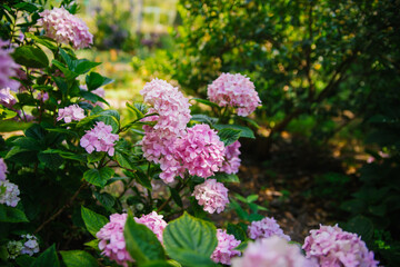 Pink hydrangea flower close-up on the background of natural leaves. A pink hydrangea bush in bloom in the spring garden. Elegant pink wedding hydrangea.