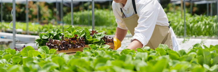 Fresh vegetable hydroponic system..Organic vegetables salad growing garden hydroponic farm Freshly...