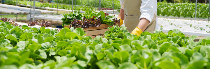 Fresh vegetable hydroponic system..Organic vegetables salad growing garden hydroponic farm Freshly harvested lettuce organic for health food Earths day concept.