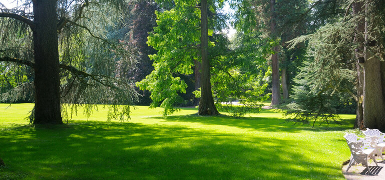 Summer park with pine trees and lawn. Wide photo.