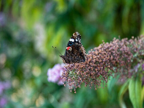 Papillon le Vulcain dans un jardin de Varenne-le-grand Bourgogne 