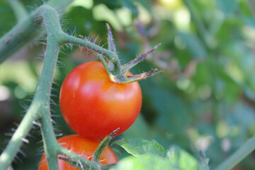 red tomato on vine
