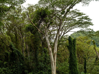 Tall Tree with  Conjoined Trunks.