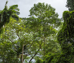 Fototapeta premium Tall Trees in a Tropical Rainforest.