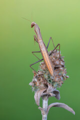 European praying mantis - (Mantis religiosa)