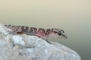 Mediterranean house gecko - Hemidactylus turcicus