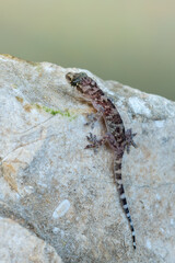Mediterranean house gecko - Hemidactylus turcicus