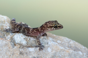 Mediterranean house gecko - Hemidactylus turcicus