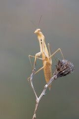 European praying mantis - (Mantis religiosa)