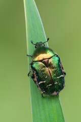 green rose chafer - Cetonia aurata