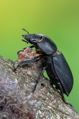 Lesser Stag Beetle - Dorcus parallelipipedus