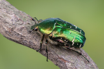 green rose chafer - Cetonia aurata