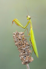 European praying mantis - (Mantis religiosa)