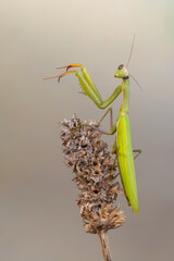 European praying mantis - (Mantis religiosa)