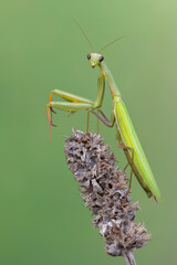European praying mantis - (Mantis religiosa)