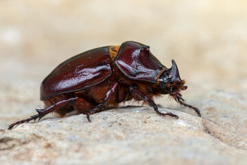 insect - European rhinoceros beetle - Oryctes nasicornis