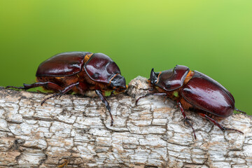 insect - European rhinoceros beetle - Oryctes nasicornis