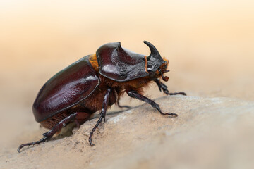 insect - European rhinoceros beetle - Oryctes nasicornis