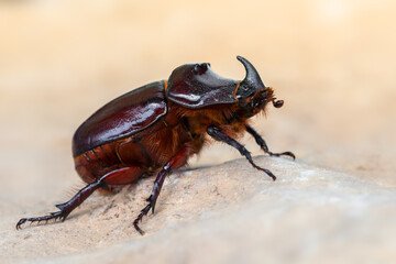 insect - European rhinoceros beetle - Oryctes nasicornis