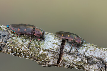 Buprestidae - beetle - Chrysobothris affinis
