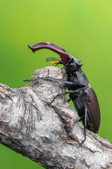 stag beetle - Lucanus cervus