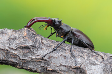 stag beetle - Lucanus cervus