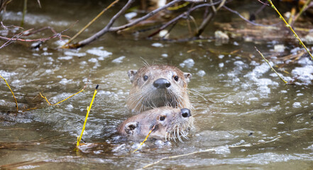 Otter swimming in a river. Grand Teton National Park, United States of America.