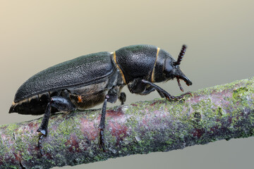 a longhorn beetle - Spondylis buprestoides