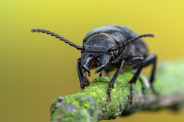 a longhorn beetle - Spondylis buprestoides