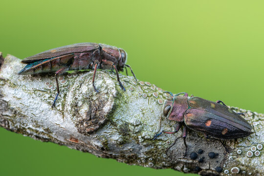 Buprestidae - beetle - Chrysobothris affinis