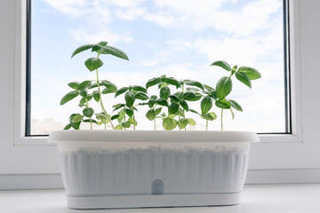 Young green basil grows in a white pot on the windowsill against a blue sky. Germinating organic seeds at home, buying greens for healthy eating. Gardening is hobby. Soft selective focus. Copy space