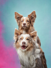 two dogs hugging. happy border collies on color background. Love, relationship, funny 